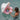 Baby Float Cotton Candy Cherry