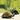 Tortoise Marine - Medium Green & Gold