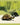 Tortoise Marine - Medium Green & Gold