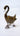 Swan Royal - Wings Down Plumed Black & Gold