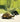 Tortoise - Giant Green 40cm